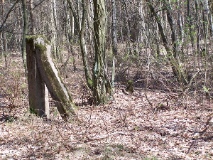 Cmentarz ewangelicki w Lesie Pobłociszewskim.