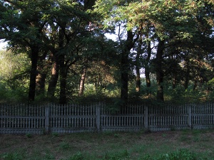 Cmentarz ewangelicki w Ostrówku.