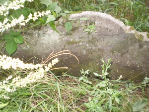 Cmentarz ewangelicki w Wilczycy.